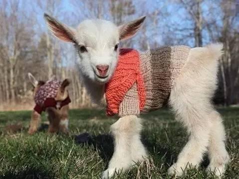 宠物羊照片,镜头下的温馨瞬间